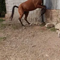 اسب مادیان عربی