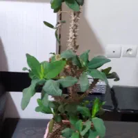 مرجان هلندی|گل و گیاه طبیعی|محمدیه-قزوین, |دیوار