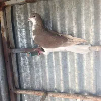 کفتر|پرنده|شیراز, برمشور علیا|دیوار