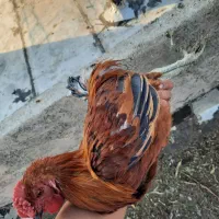 خروس|حیوانات مزرعه|شیراز, کوشک میدان|دیوار