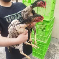 مرغ لاری کرچ ، درحال تخم و دم تخم خسک افغان