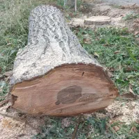 خرید و هرس درخت|خدمات باغبانی و درختکاری|تبریز, |دیوار