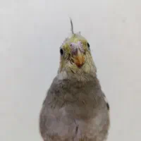 جوجه طوطی عروس هلندی