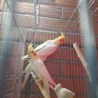 عروس هلندی لوتینیو مولد