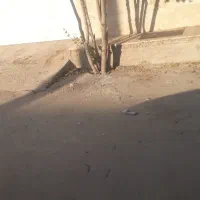 حافظ شمالی
