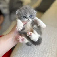 اسکاتیش دبل فولد بایکالر دوماهه