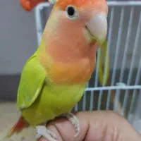 جفت گرینچیک و کوتوله مولد|پرنده|چابهار, |دیوار