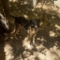 واگذاری توله ژرمن|سگ|هشتگرد, فشند|دیوار