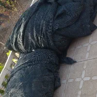شید سایه بان