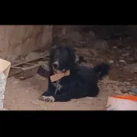 سگ گله ای