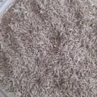 زیره|خوردنی و آشامیدنی|کوهنجان, |دیوار