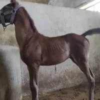 کره نریان درجه یک