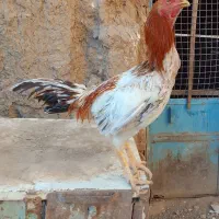 تعداد دو عدد مرغ و دو عدد خروس لاری|حیوانات مزرعه|تربت جام, میان جام|دیوار