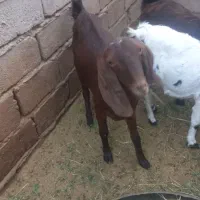 یک بز سه قلوزا تضمینی فقط یک زه داده بفروشمش میرسد|حیوانات مزرعه|گنبکی, |دیوار