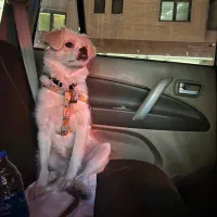 سگ گمشده|حیوانات|شیراز, معالی‌آباد|دیوار