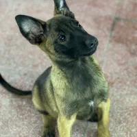 واگذاری سگ‌ مالینویز