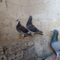 کبوتر پلاکی