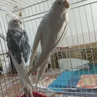 عروس هلندی البینو بالغ