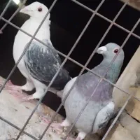 کبوتر|پرنده|لار, |دیوار