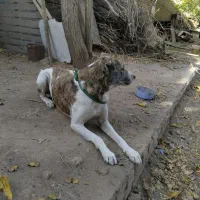 سگ خراسانی 1 ساله