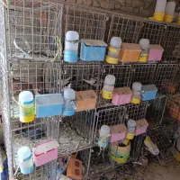 فروش چفت توری