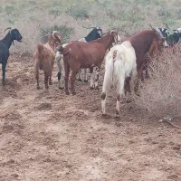 بزهای 50 راس 30 راس نر درجه یک|حیوانات مزرعه|خرمشهر, |دیوار