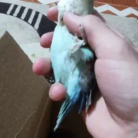 طوطی کوتوله|پرنده|کرمان, |دیوار