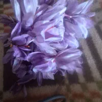 گل زعفران