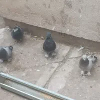 کبوتر ترکیه