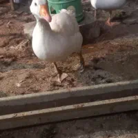 غاز محلی و بوقلمون|حیوانات مزرعه|قروه, |دیوار