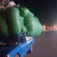کاه گندم|حیوانات مزرعه|شیراز, گل سرخ|دیوار