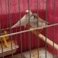 جفت فنچ مولد|پرنده|بوکان, |دیوار