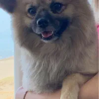 واگذاری سگ نر/رایگان به شرط