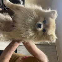 سگ خانگی کاملا اروم و تمیز