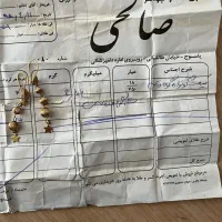 گوشواره گویی|جواهرات|یاسوج, |دیوار