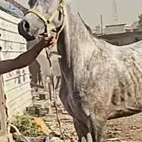 اسب نره