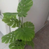 درخچه برگ انجیلی مصنوعی