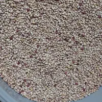 لوبیا چیتی امسال