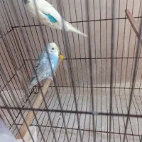 مرغ عشق|پرنده|کنگاور, |دیوار
