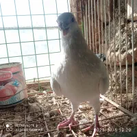 نامبر نر|پرنده|روانسر, |دیوار