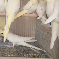 جوجه عروس هلندی