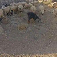 گوسفند فروشی