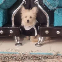 توله اشپیتز پامر|سگ|پرند, فاز ۶|دیوار