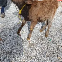 فروش گوساله به شرط سالمی|حیوانات مزرعه|خاوه, |دیوار