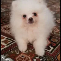 پامر باهوش خرسی|سگ|فردیس, شهرک سپاه|دیوار