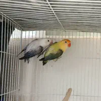 طوطی برزیلی یووینگ