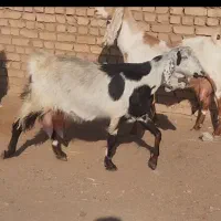 بز شیرا|حیوانات مزرعه|شهرآباد, |دیوار