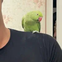 طوطی ملنگو ماده