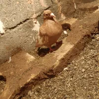 زرد نر|حراج|سبزوار, رباط|دیوار