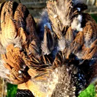 فروش برهمای پورسلن|حیوانات مزرعه|سورک, |دیوار